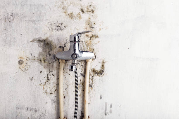 Best White Mold Remediation in Caldwell, NJ