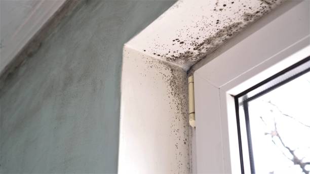 Best Commercial Mold Remediation in Caldwell, NJ