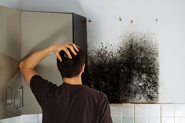 Best Insurance-Related Mold Remediation in Caldwell, NJ