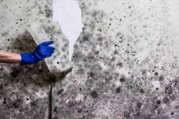 Best Preventive Mold Services in Caldwell, NJ